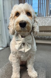 Personalised Bow for your Pet