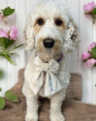 Personalised Bow for your Pet