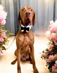 Personalised Bow for your Pet